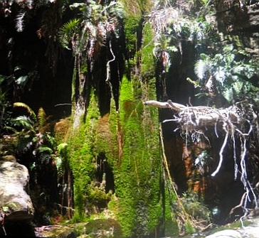 moss in the gorge